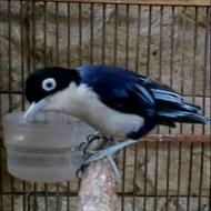 Burung Rambatan Doraemon Molai Bunyi