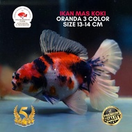 IKAN MAS KOKI ORANDA 3 COLOR SIZE 13-14 CM