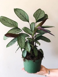 Calathea Plant Grey Star Live Plant with FREE plastic pot, pebbles and garden soil (Indoor Plant ) Plant for sale