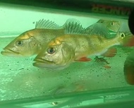 Peacock bass Mono live fish 4-7inci Ikan hidup
