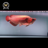 Ikan arwana super red king blocker 50Cm Juara Kontes