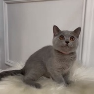 British shorthair betina blue kitten kucing