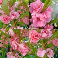 BUNGA KEEMBONG LADY PINK • BALSAM 50 BIJI BENIH •SEED•