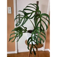 Monstera Burle Marx Flame (Monstera Form 8) soft pot shaped like 1 mature plant