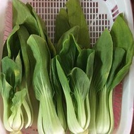 青江菜種子：家坤種子專賣店