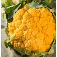 50 Biji Benih kembang Orange Cauliflower Seed - 50 Seed Tanam Pasu  Bunga Kobis Oren