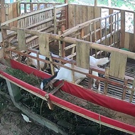 Kambing Jantan Jawa Randu anakan