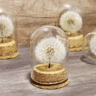 夢天涯 蒲公英絨球 玻璃罐