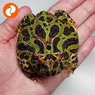 Premium - Kodok Pacman Frog Ornata (O2)