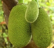 pokok nangka atau benih  nangka madu fama, jackfruit plant