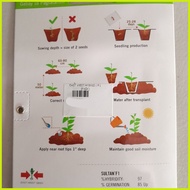 ◆ ♟ SULTAN F1 HYBRID SWEET PEPPER / BELL PEPPER / ATSAL (100 SEEDS) by EAST WEST SEED