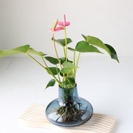 水培植栽│粉紅/紅火鶴_室內植物 辦公室盆栽 植栽盆栽 水耕植栽
