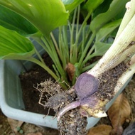 Kunyit Hitam / Anak pokok Kunyit Hitam (KAEMPFERIA PARVIFLORA)