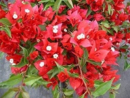 Bougainvillea Plant Red King with FREE red plastic pot, pebbles and garden soil. Plant for sale