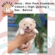 Jual Anjing Mini Pom Super Mini Pom Stambum Jantan Minipom