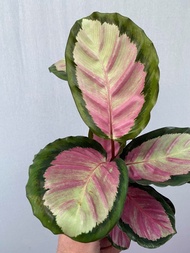 Calathea Rosy with FREE plastic pot, pebbles and garden soil (2 STOCKS ONLY, live plant and indoor plant)