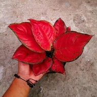 Ready Stock RED ANJAMANI - Tanaman Hias Aglonema / Aglaonema