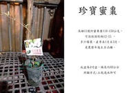 心栽花坊-珍寶蜜棗/限量/蜜棗/嫁接苗/水果苗/售價250特價200