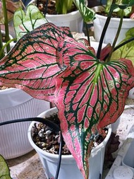 彩葉芋