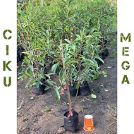 POKOK BUAH CIKU MEGA