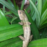 Londok/Bunglon Calotes reptil jinak