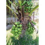 Anak Benih Pokok Buah Kelapa 100 Hybrid