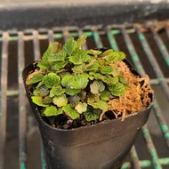 Micro strawberry begonia (Saxifraga stolonifera)