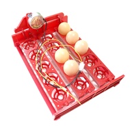 ♣15 Eggs Mini Incubator Automatically Turn Eggs Tray 220V/110V/12V Laboratory Family Incubator P X❥