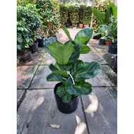 Ficus Lyrata (Single Stem)/Fiddle-leaf fig/Indoor Plants/House plants