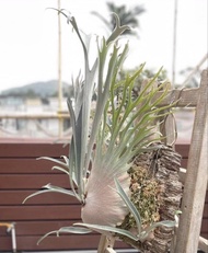 AR鹿角蕨側芽