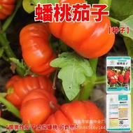 Pantao Eggplant Seeds Melon Fruit Seeds Fruit Seeds Original Four Seasons Vegetable Seeds Daquan Veg