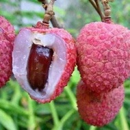 Terlaris Bibit Tanaman Buah Leci Merah-Bibit Leci Cangkok-Bibit Leci Merah TERBAIK
