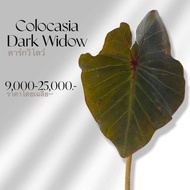 Colocasia Dark Widow