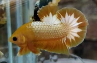 FCCP yellow