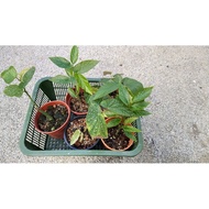 Begonia albopicta/caned begonia/asam batu