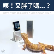 [Reptile Special Attack Team] 24 Hours Gecko Mini Mirror Decoration|Reptile Landscaping|Gecko Landsc