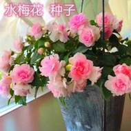 【多西多】水梅花種子非洲重瓣鳳仙花種籽耐寒花卉室內陽臺庭院植物四季開花