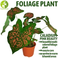 [Local Seller] Caladium Pink Beauty Houseplant Indoor or Outdoor Foliage Plant | The Garden Boutique - Live Plants
