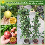 เมล็ดพันธุ์ ผลไม้เสาวรส เมล็ดเสาวรส บรรจุ 50 เมล็ด Bonsai Passion Fruit Seeds Fruit Plants บอนไซ ต้นไม้ เมล็ดผลไม้ พันธุ์ผลไม้ เมล็ดพันธุ์ผลไม้ ต้นไม้กินผล บอนสีพันหายาก ต้นไม้ผลกินได้ เมล็ดบอนสี ต้นไม้แคระ ต้นไม้มงคล ปลูกง่าย คุณภาพดี ราคาถูก ของแท้ 100%