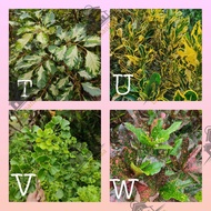 Pokok Bunga Puding Crotons Pelbagai Variasi KERATAN SAHAJA BUY 10 FREE 1 part-2