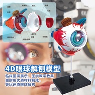 Ergonomic Teaching Eyeball Anatomy Dedicated Structure Model Detachable Simulation Eye Medical Eye E