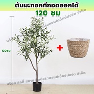 ESH ต้นโอลีฟ ต้นมะกอกปลอม ต้นไม้ปลอม ต้นมะกอก มะกอกโอลีฟ ต้นไม้ปลอมใหญ่ 120/150/180cm ลำต้นสีน้ำตาลเ