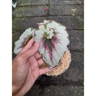 Sindo - Begonia Rex Live Plant NLJ5820KEA