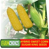 HYBRID SWEET CORN SUGAR KING (30 seeds)