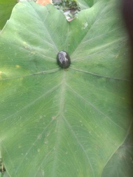 penemuan batu mustika gli asem mmbeku jdi batu cuma koleksi