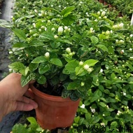 Plants that are truly alive 活着的植物Jasmine Seedlings Outdoor Green Plant Flower Balcony Jasmine Flower