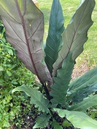 紫背箭葉觀音蓮 Alocasia lauterbachiana