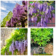 (vาย ต้นพันธุ์)มี6สีให้เลือก ดอก ต้น วิสทีเรีย / วิสเทอเรีย ( Wisteria ) ไม้ไทยดอกหอม สี ขาว ม่วง ชม