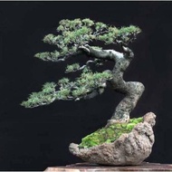 tanaman Cemara udang murah /biasanya buat bahan bonsai Pohon Hidup