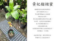 心栽花坊-黃妃榴槤蜜/水果苗/榴槤蜜品種/嫁接苗/售價600特價500